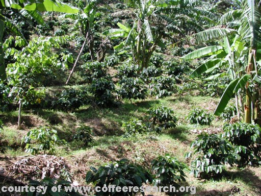 shaded plants 8.jpg
