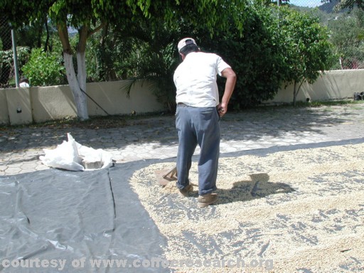 coffee drying.jpg