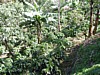 coffee tree and banana.jpg